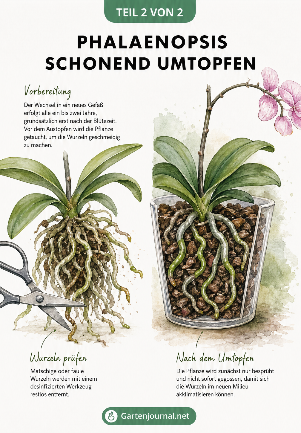 Illustration zum Umtopfen einer Phalaenopsis: Entfernen fauler Wurzeln mit einer Schere und Einsetzen in frisches Orchideensubstrat.