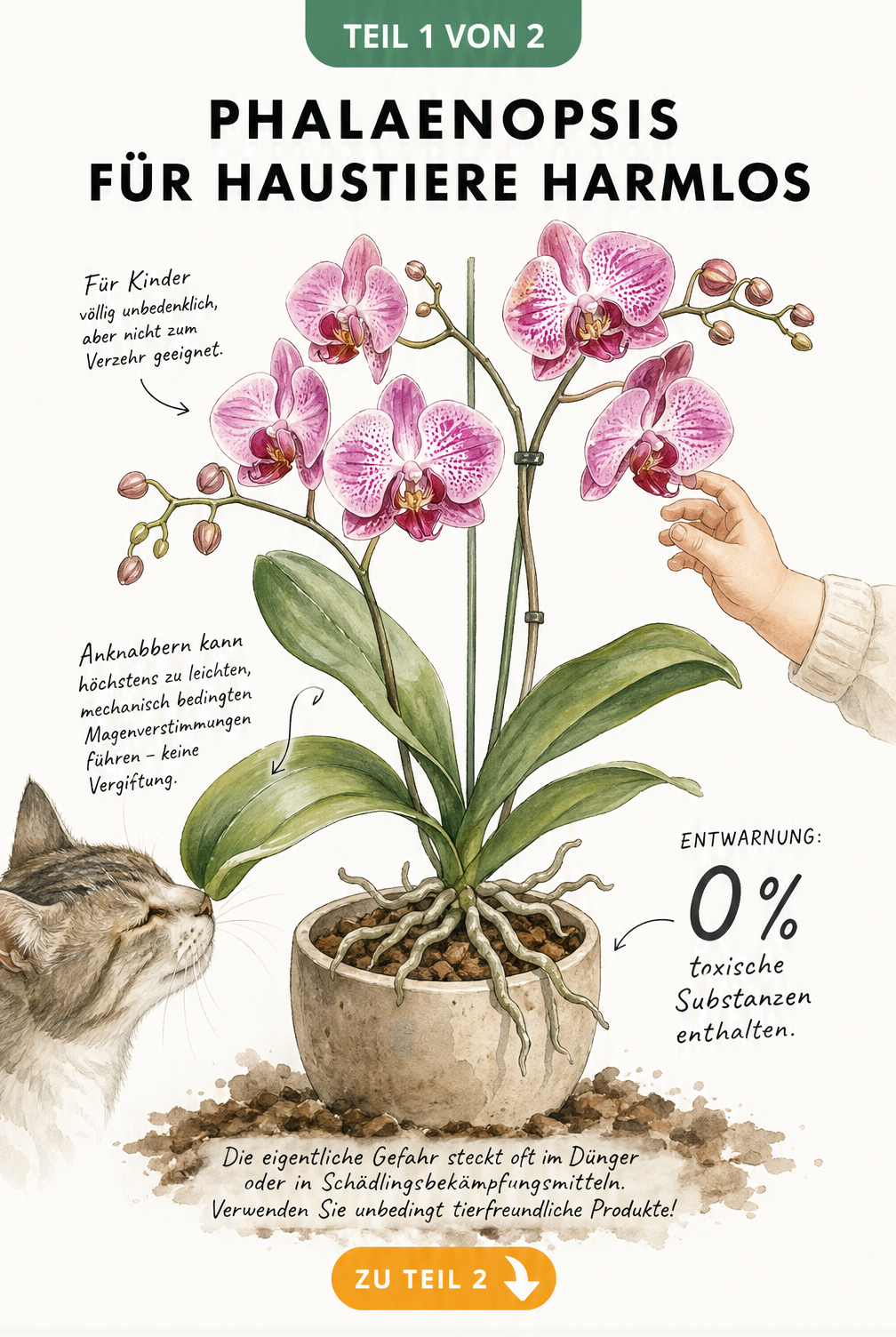 Botanische Illustration einer Phalaenopsis-Orchidee mit Katze und Kleinkind, die die Unbedenklichkeit der Pflanze zeigt.