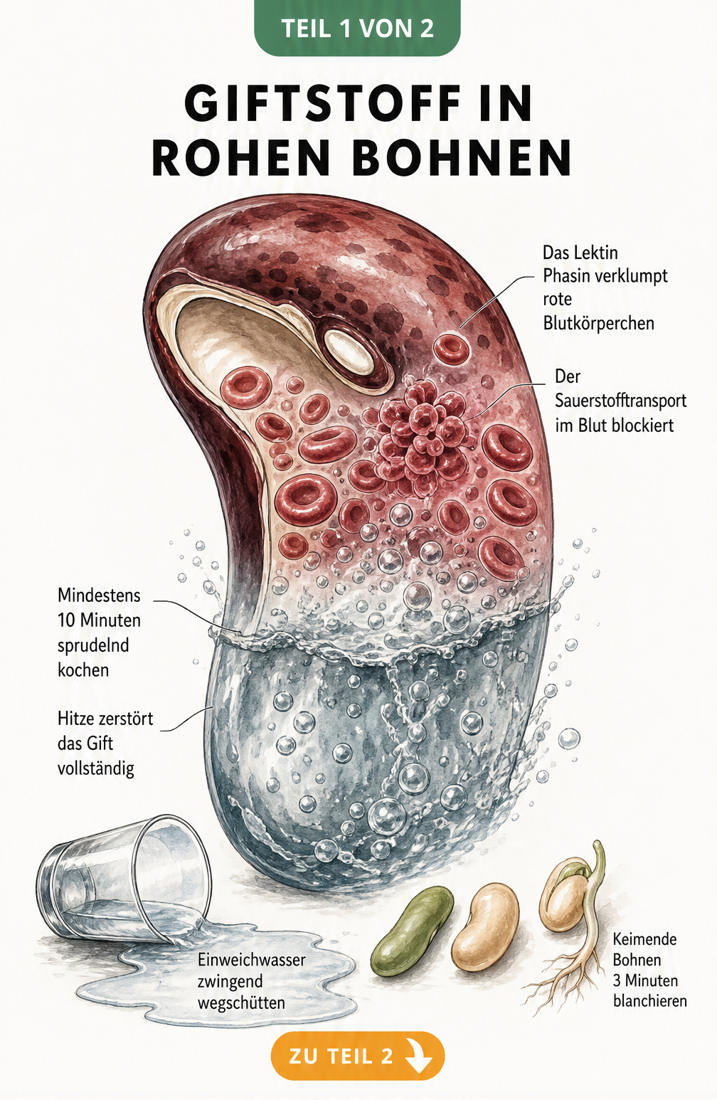 Illustration einer Kidneybohne, die zeigt, wie das Lektin Phasin rote Blutkörperchen verklumpt und durch kochendes Wasser zerstört wird.