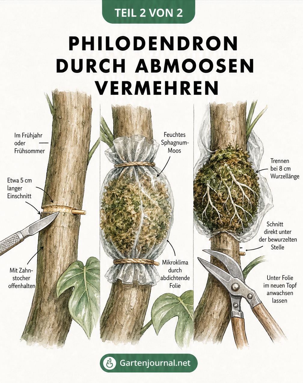 Illustration: Stammbildenden Philodendron abmoosen. Stamm einschneiden, mit feuchtem Moos und Folie umwickeln, nach Bewurzelung abtrennen.