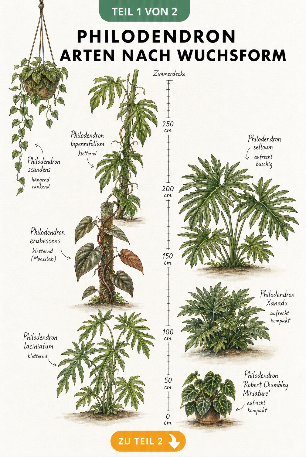 Botanische Illustration verschiedener Philodendron-Arten nach Wuchsform und Höhe sortiert, von kletternden bis zu aufrechten Sorten.