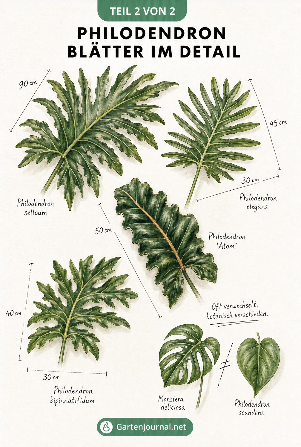 Detaillierte Illustration verschiedener Philodendron-Blätter im Größenvergleich, inklusive Unterscheidung zur Monstera.