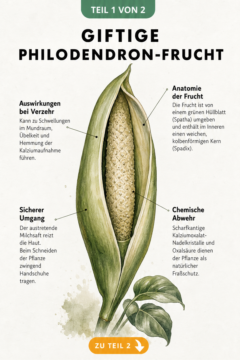 Botanische Illustration einer Philodendron-Frucht mit Erklärungen zur Anatomie, chemischen Abwehr und den Auswirkungen bei Verzehr