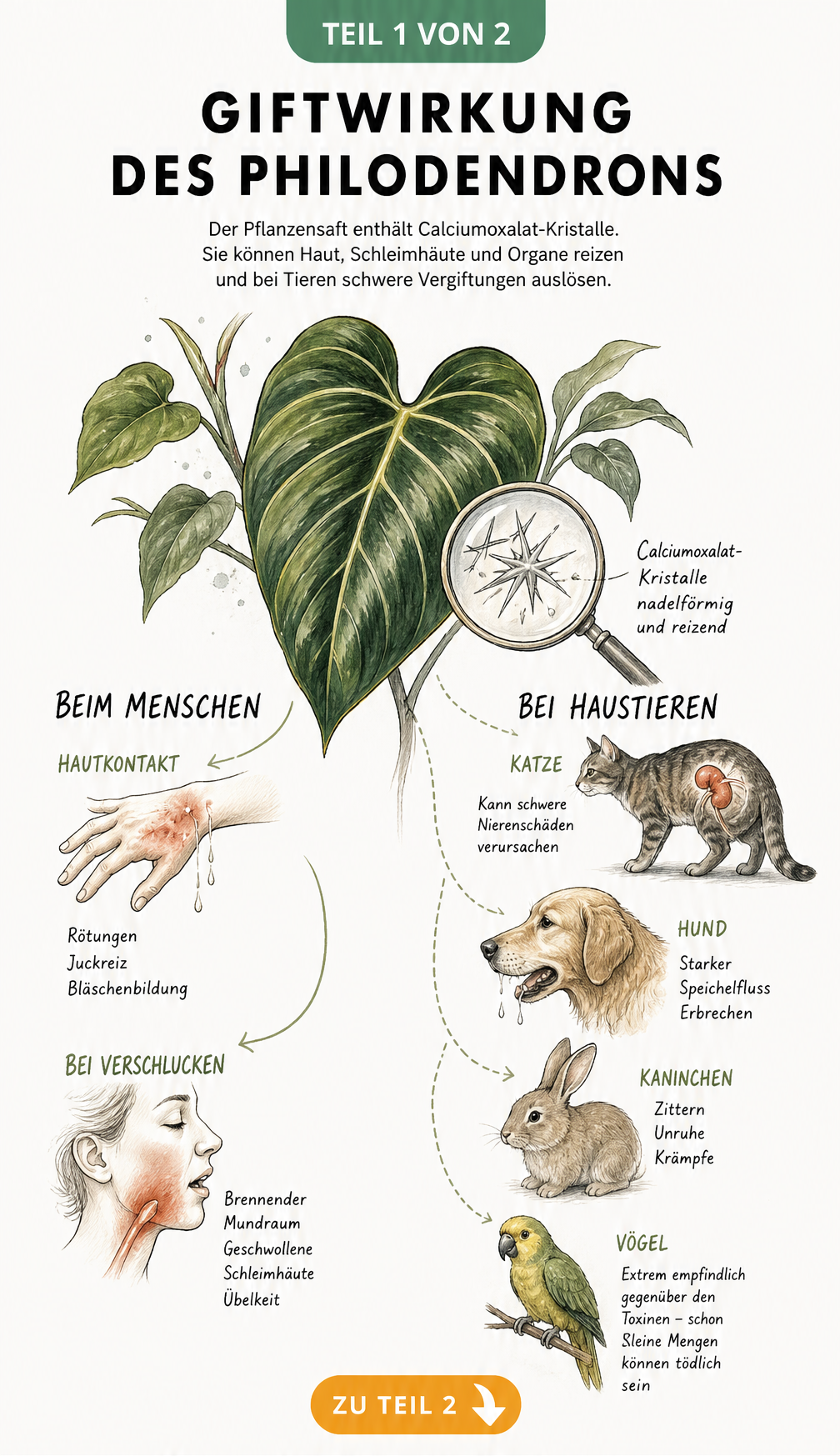 Botanische Illustration eines Philodendron-Blattes mit Darstellung der Calciumoxalat-Kristalle und den Vergiftungssymptomen bei Mensch und Haustier