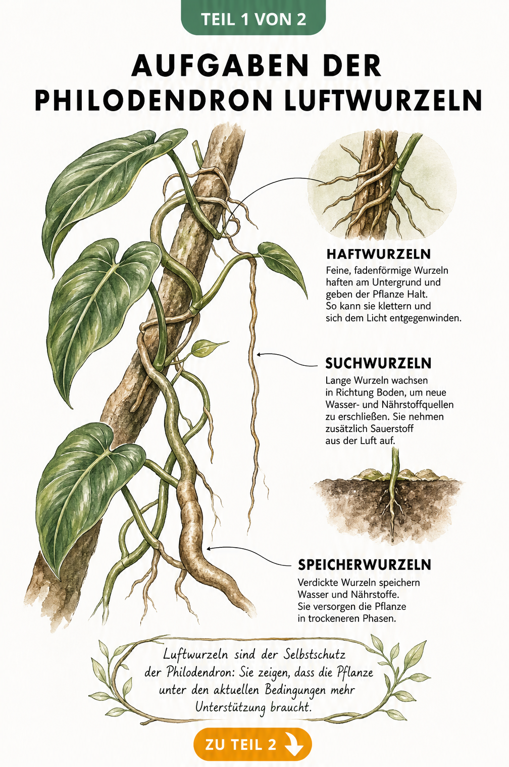 Botanische Illustration eines Philodendrons, die verschiedene Arten von Luftwurzeln und ihre Funktionen wie Klettern, Nährstoffaufnahme und Wasserspeicherung...