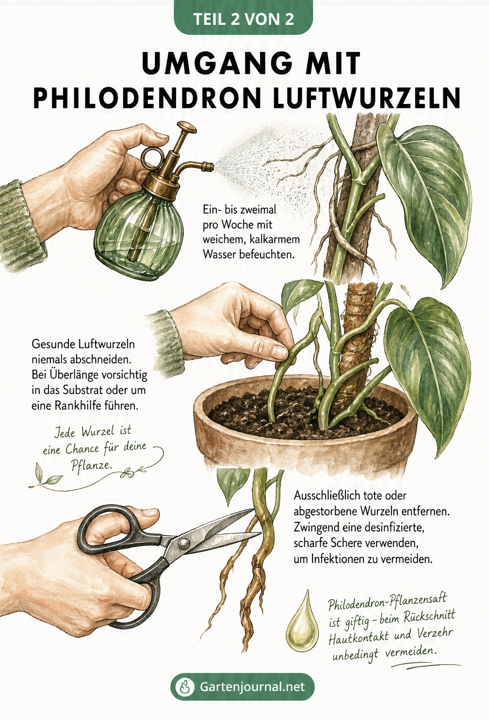 Illustration zur Pflege von Philodendron-Luftwurzeln: Besprühen mit Wasser, Umleiten in die Erde und das korrekte Abschneiden toter Wurzeln.