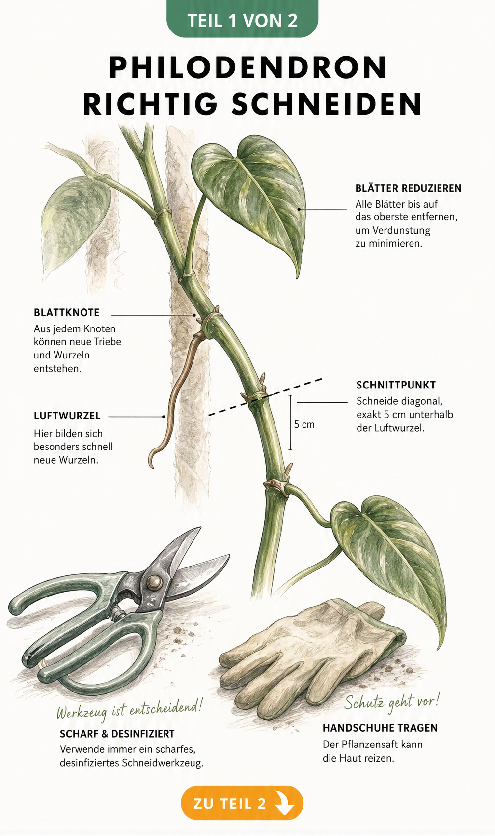 Botanische Illustration eines Philodendron-Triebes mit Markierung für den richtigen Schnittpunkt unterhalb der Luftwurzel