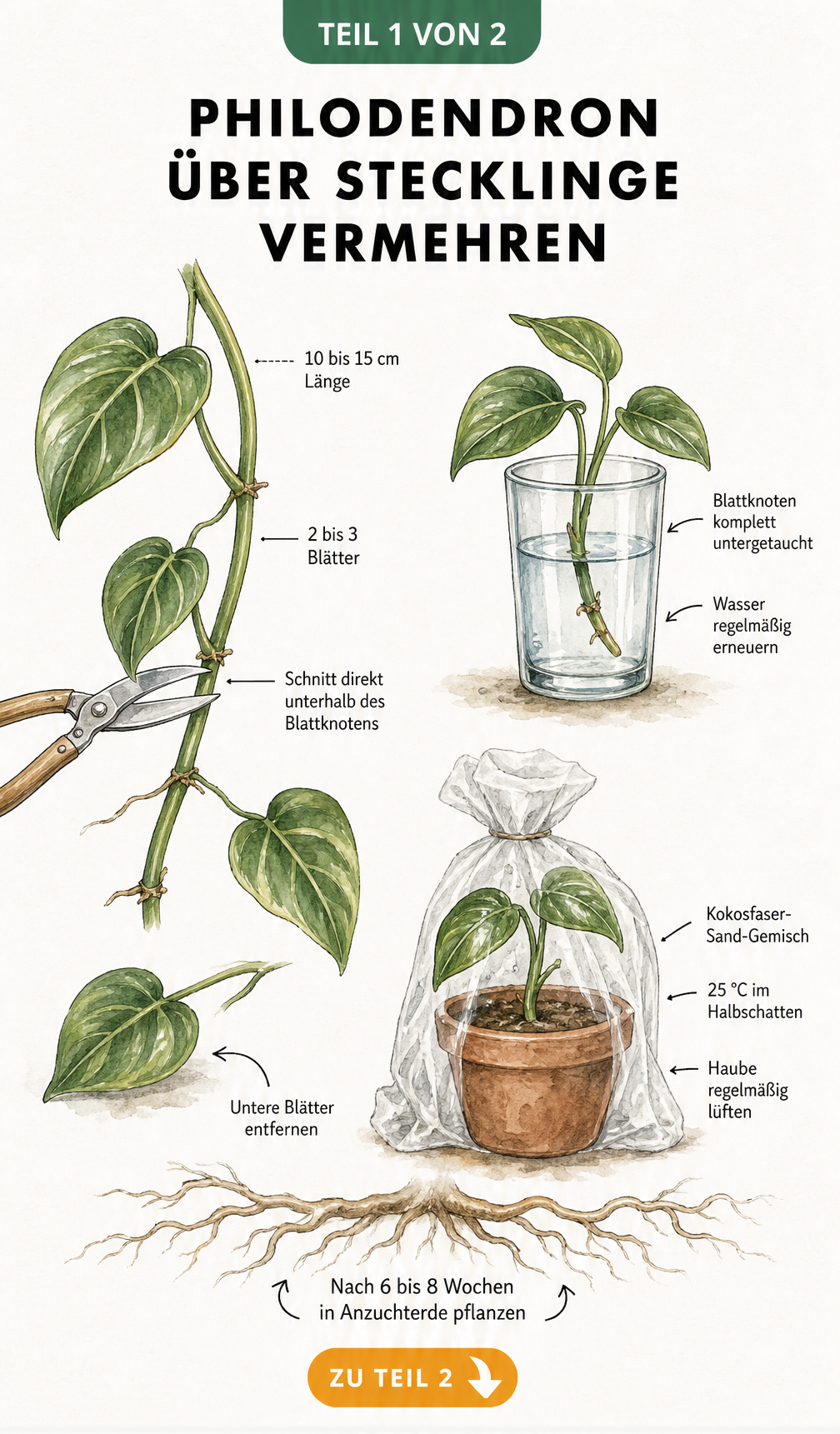 Botanische Zeichnung: Philodendron-Steckling mit Gartenschere abschneiden, in Wasserglas bewurzeln und in Topf mit Plastikhaube pflanzen.