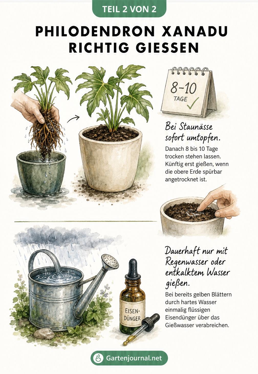 Illustration zum richtigen Gießen des Philodendron Xanadu mit Tipps zum Umtopfen bei Staunässe und der Verwendung von Regenwasser