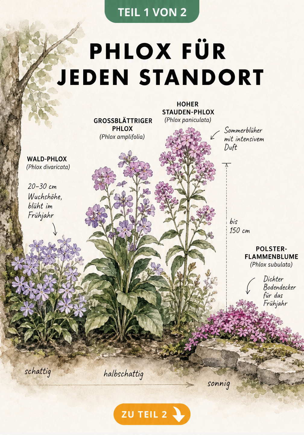 Querschnitt einer Gartenlandschaft mit vier Phlox-Arten von schattig bis sonnig