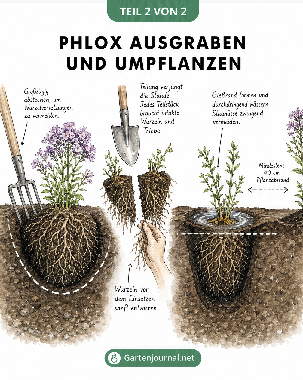 Skizze zum Ausgraben, Teilen und Einpflanzen eines Phlox-Wurzelballens mit Maßangaben