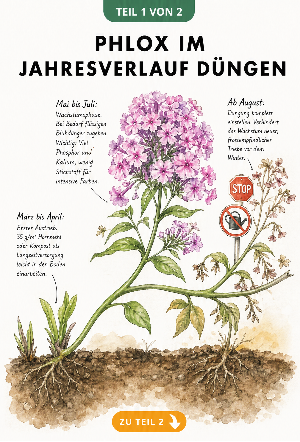 Aquarell-Illustration eines Phlox-Stängels, der die Düngung im Jahresverlauf von März bis August zeigt