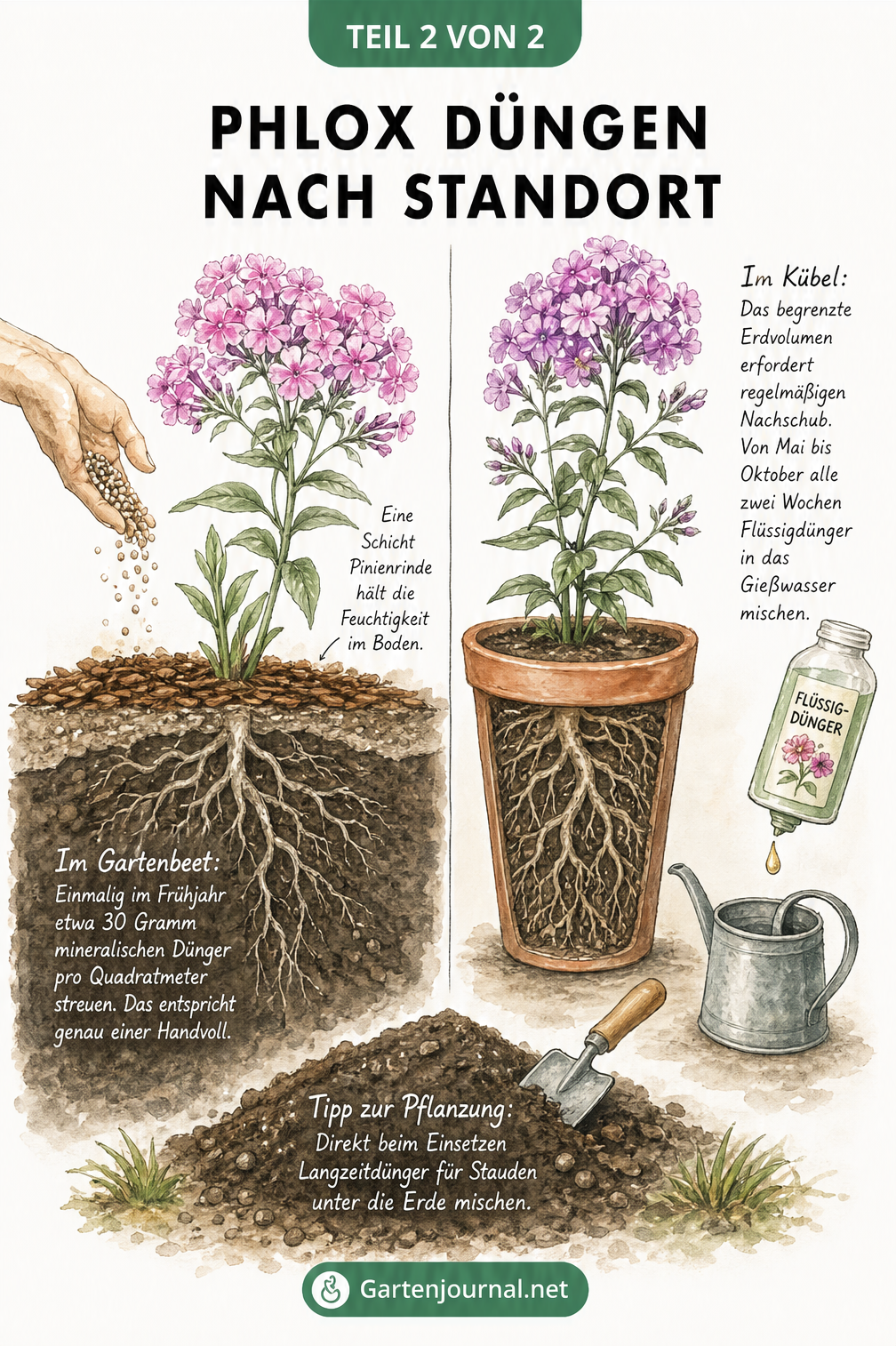 Querschnitt-Zeichnung von Phlox im Gartenbeet und im Kübel mit Hinweisen zur Düngung