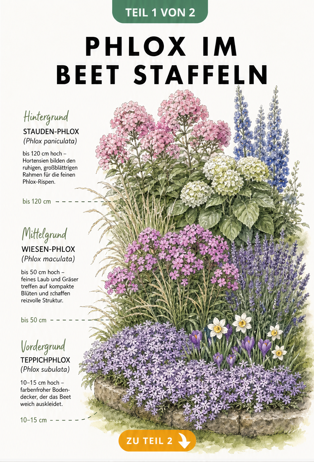 Querschnitt durch ein Gartenbeet mit Phlox in drei Höhenstufen: Teppichphlox im Vordergrund, Wiesen-Phlox im Mittelgrund und Stauden-Phlox im Hintergrund.