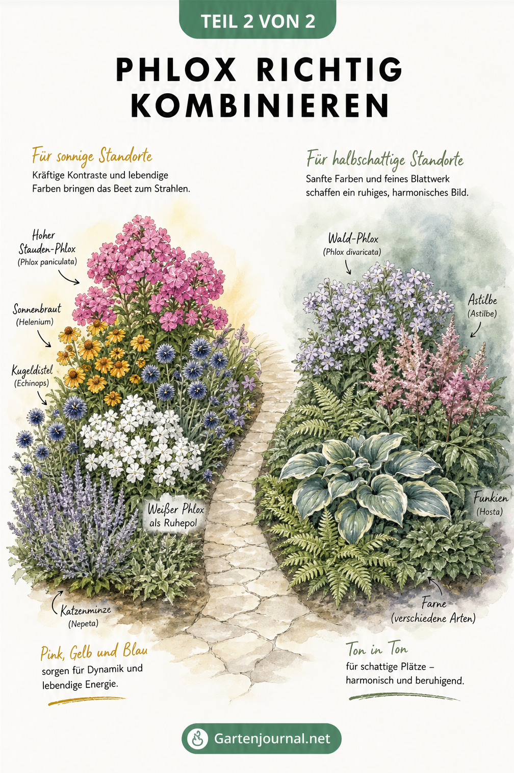 Aufsicht auf zwei Pflanzinseln mit Phlox: Eine sonnige Insel mit pinkem Stauden-Phlox und eine halbschattige Insel mit Wald-Phlox.