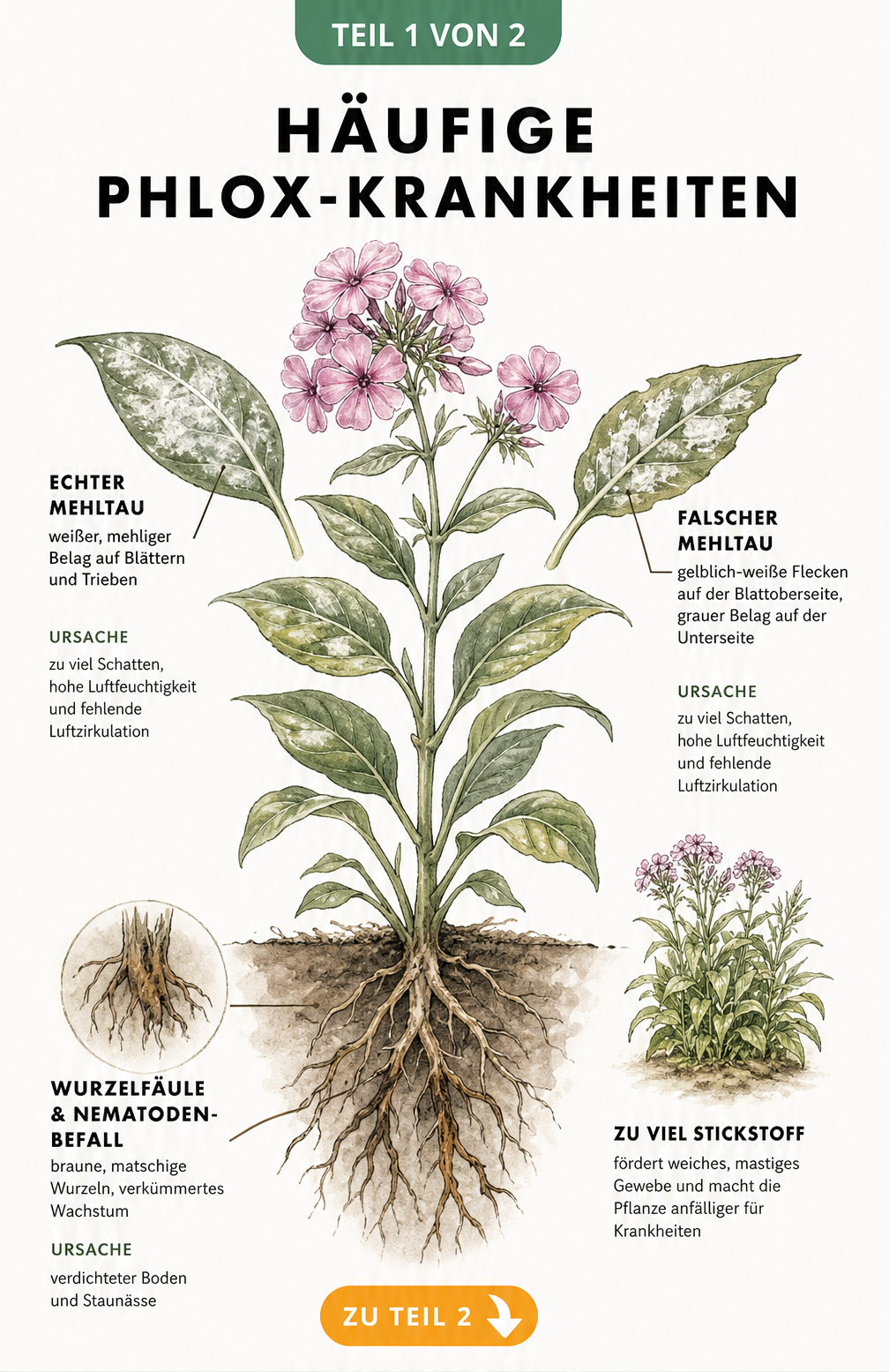 Botanische Illustration einer Phlox-Pflanze mit Schadbildern von Mehltau, Wurzelfäule und Nematoden