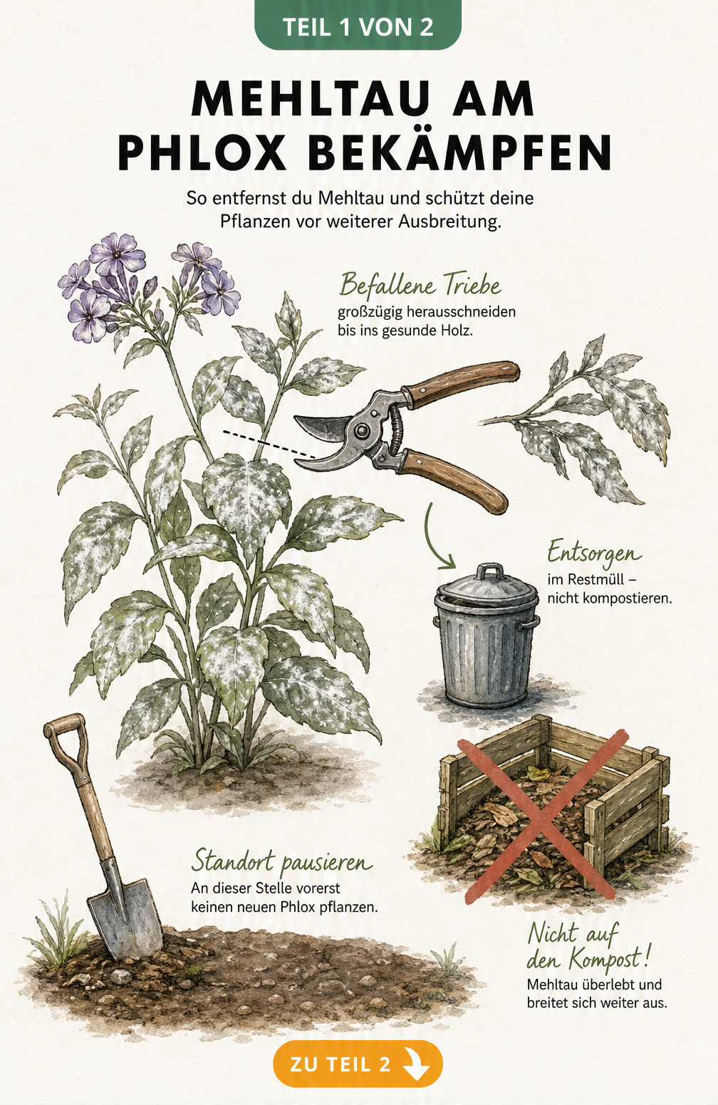 Illustration einer Phlox-Pflanze mit Mehltau, einer Gartenschere, die einen befallenen Trieb abschneidet, und einer durchgestrichenen Komposttonne.