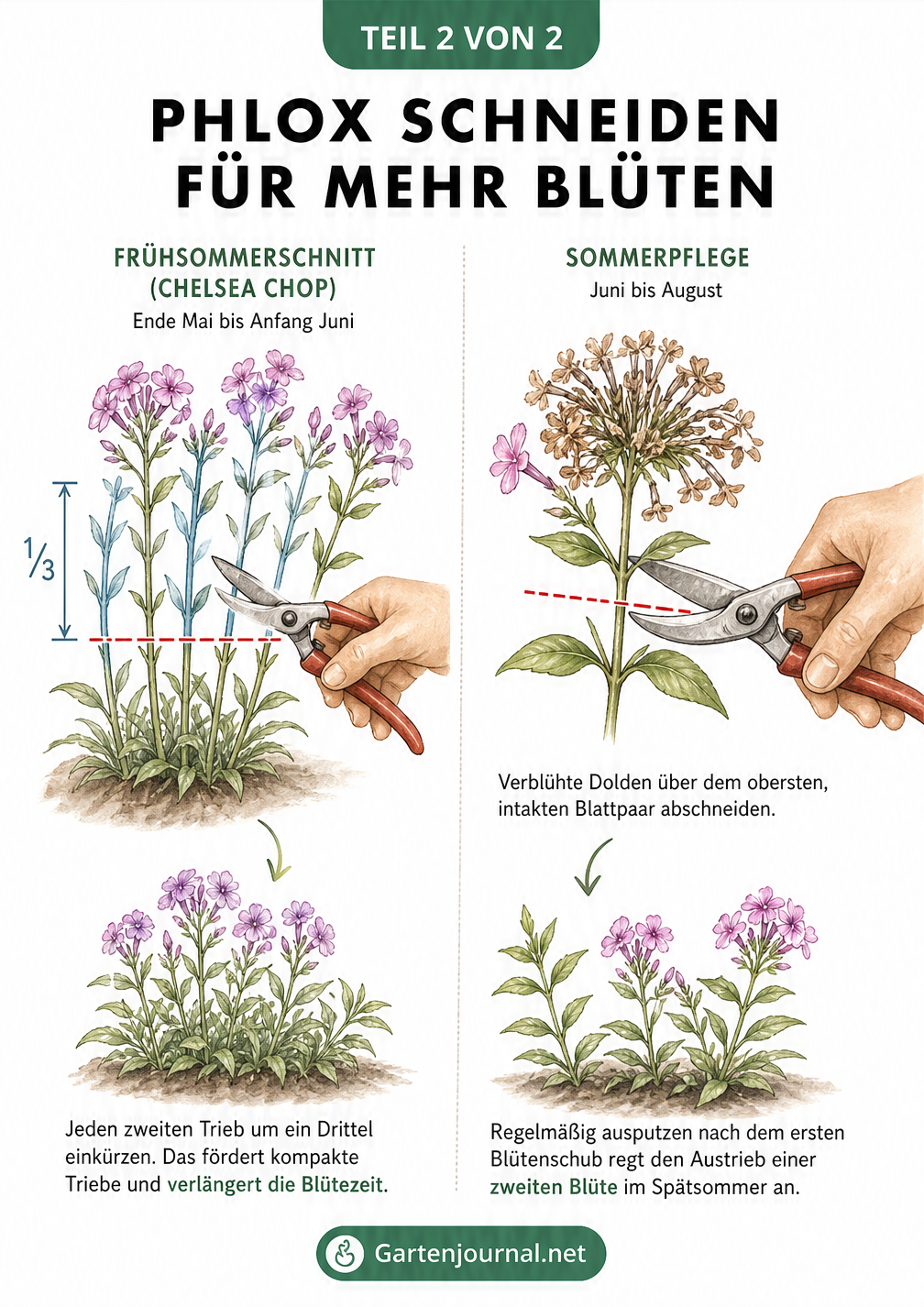 Illustration von zwei Schnitttechniken beim Phlox: Der Chelsea Chop im Frühsommer und das Entfernen verblühter Dolden im Sommer für eine zweite Blüte.