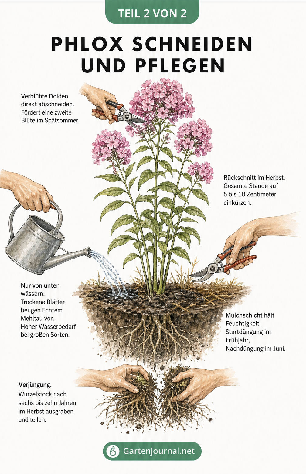 Botanische Illustration einer Hohen Flammenblume mit konkreten Pflegeschritten wie Rückschnitt und Wässern