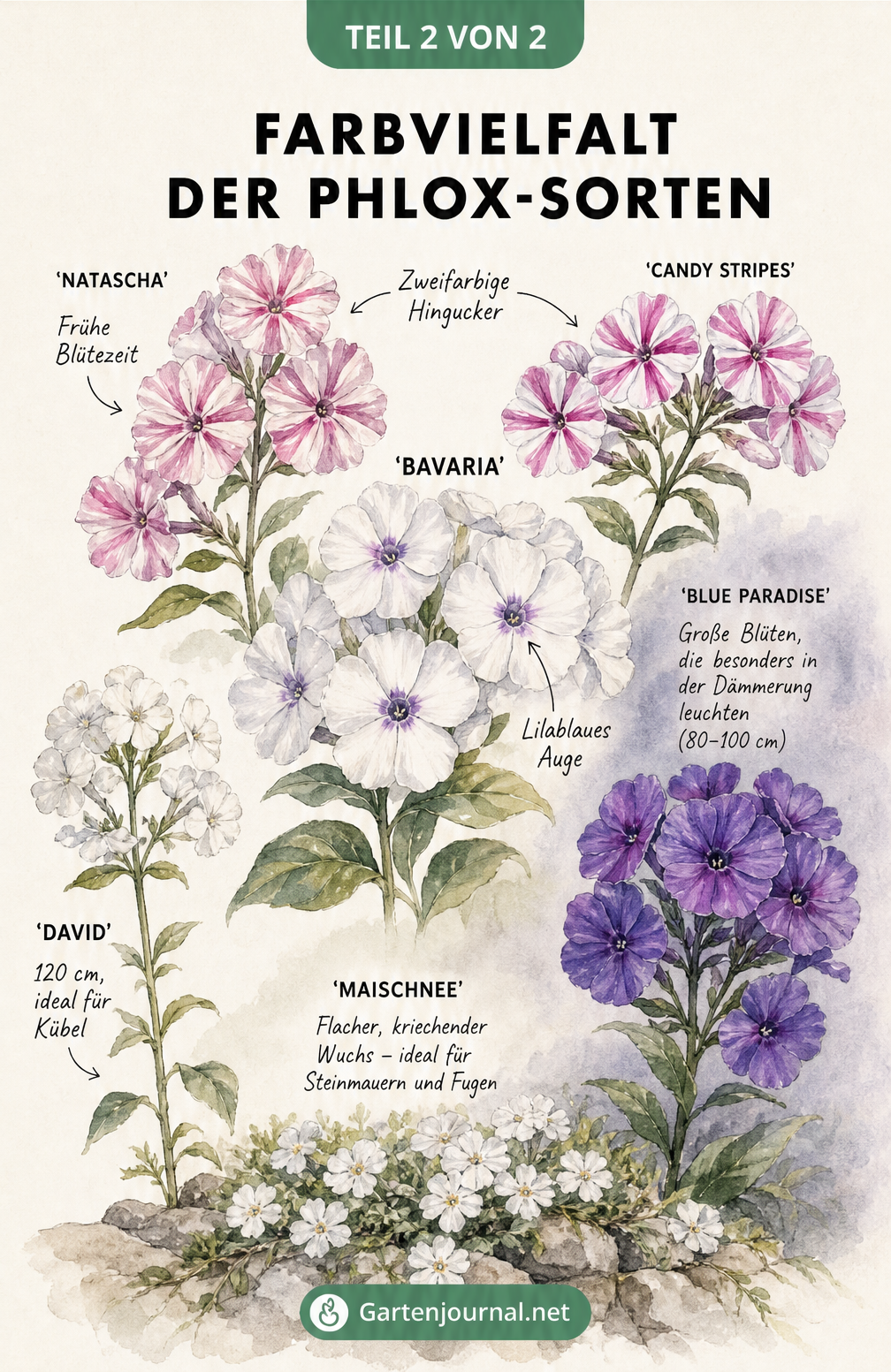Botanische Illustration von fünf Phlox-Blüten mit unterschiedlichen Farben und Mustern