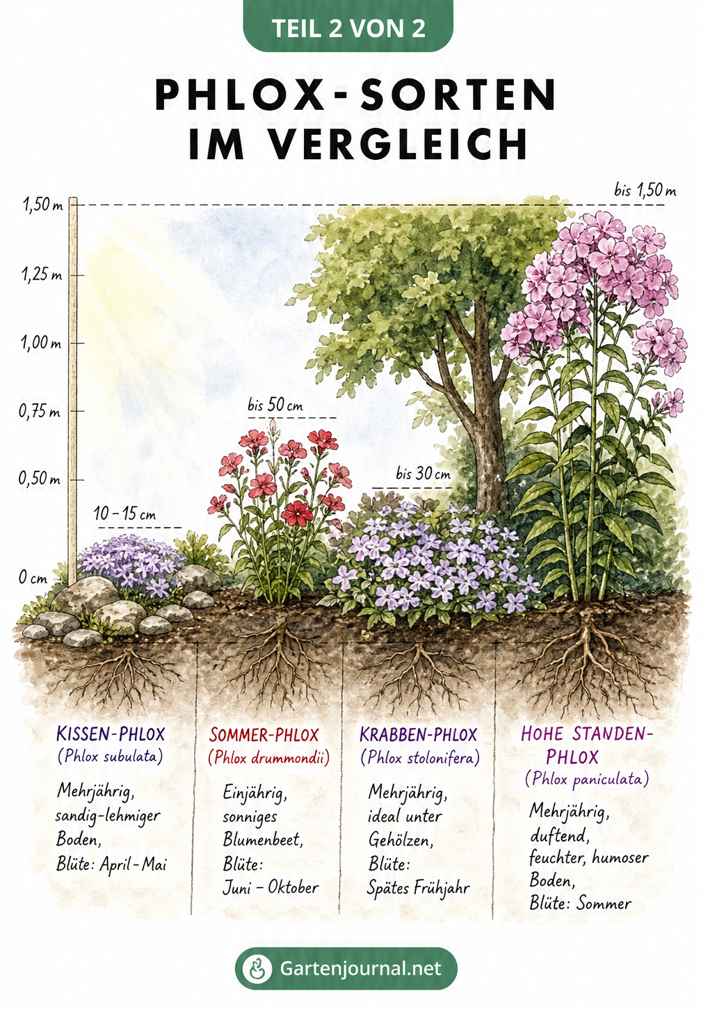 Vergleich von vier Phlox-Sorten mit Wuchshöhe und idealem Standort im Garten