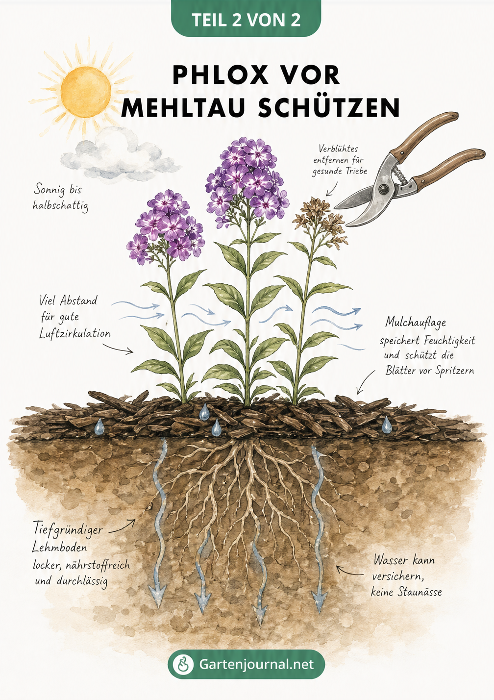 Querschnitt eines Beetes mit Phlox, der ideale Standortbedingungen wie Luftzirkulation, Mulchschicht und durchlässigen Lehmboden zeigt.