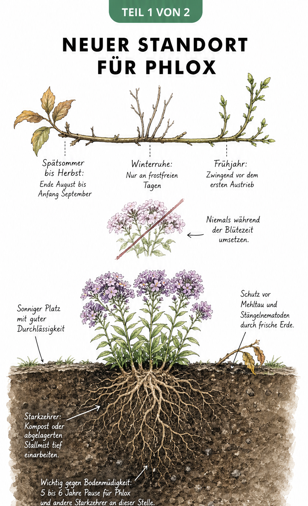 Botanische Illustration eines Phlox-Beets mit Zeitleiste für den besten Zeitpunkt zum Umpflanzen und Querschnitt der Erdschichten