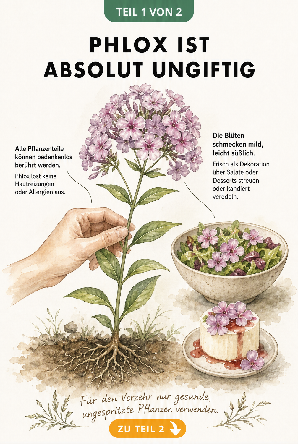 Botanische Illustration einer Phlox-Pflanze mit Wurzeln, Stängel und Blüten, die zeigt, dass alle Pflanzenteile ungiftig und die Blüten essbar sind.