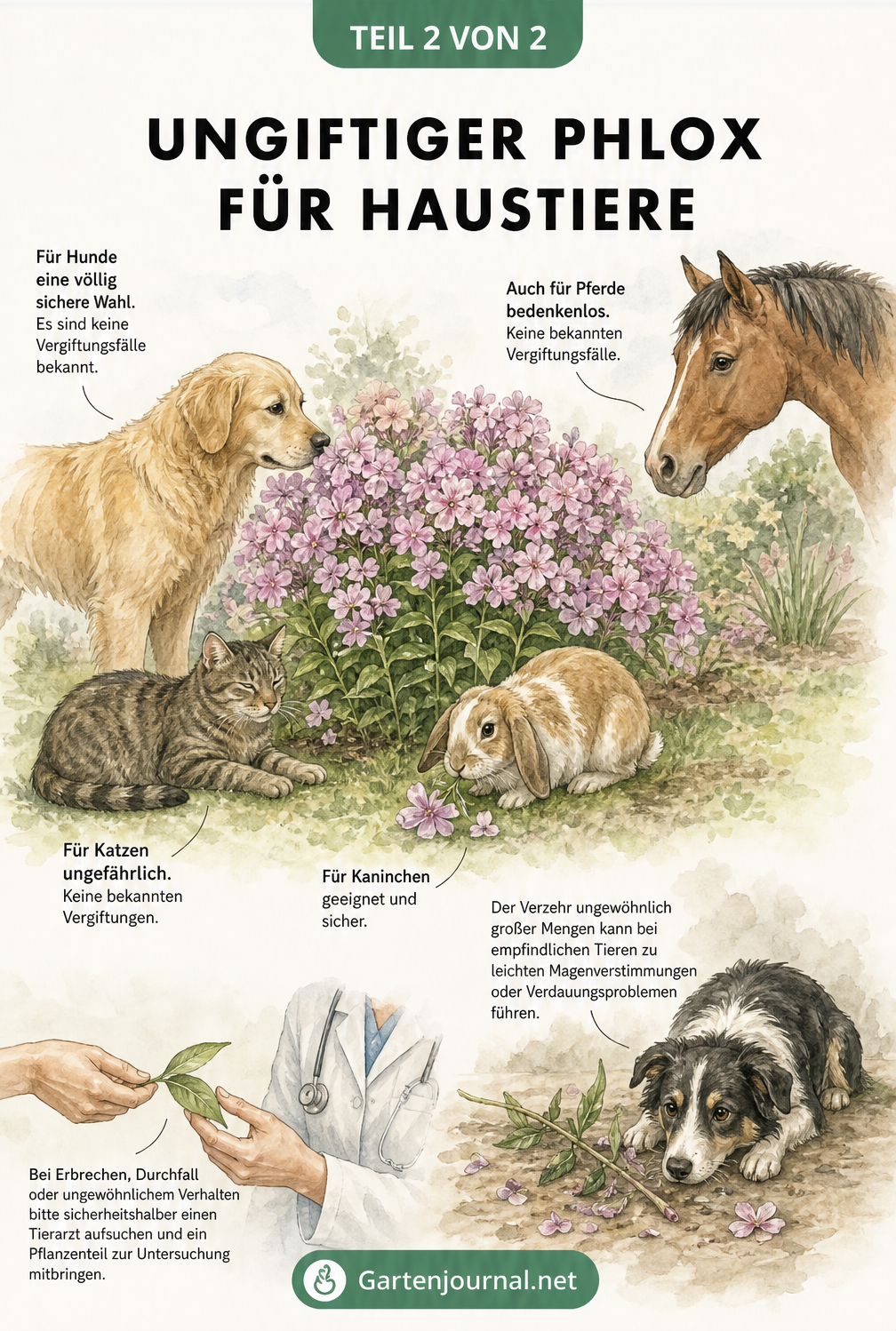 Aquarell-Zeichnung eines Gartens mit Phlox, Hund, Katze, Kaninchen und Pferd, die verdeutlicht, dass Phlox für Haustiere ungiftig ist.