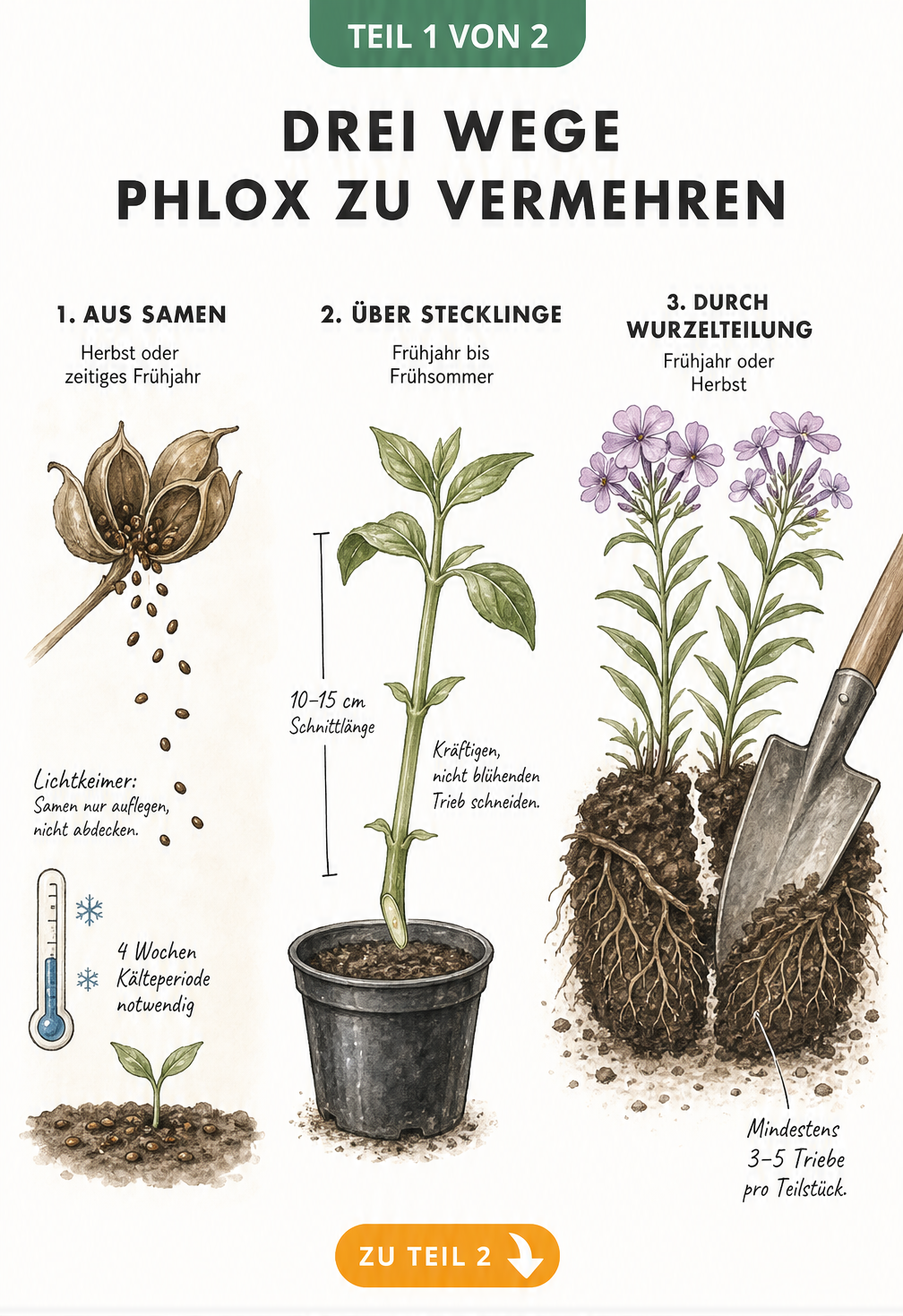 Illustration der drei Methoden zur Phlox-Vermehrung: Samen, Stecklinge und Wurzelteilung