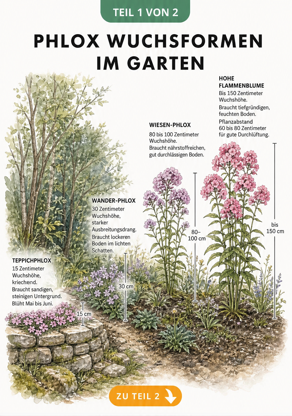 Illustration verschiedener Phlox-Wuchsformen im Gartenquerschnitt von Trockenmauer bis Staudenbeet