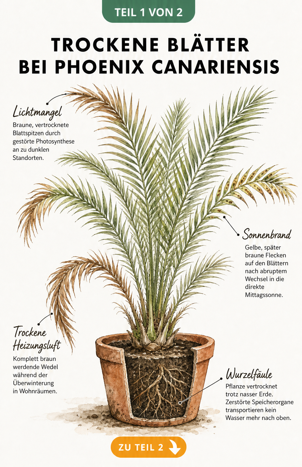 Botanische Illustration einer Kanarischen Dattelpalme im Topf mit Schadbildern wie braunen Blattspitzen, gelben Flecken und Wurzelfäule