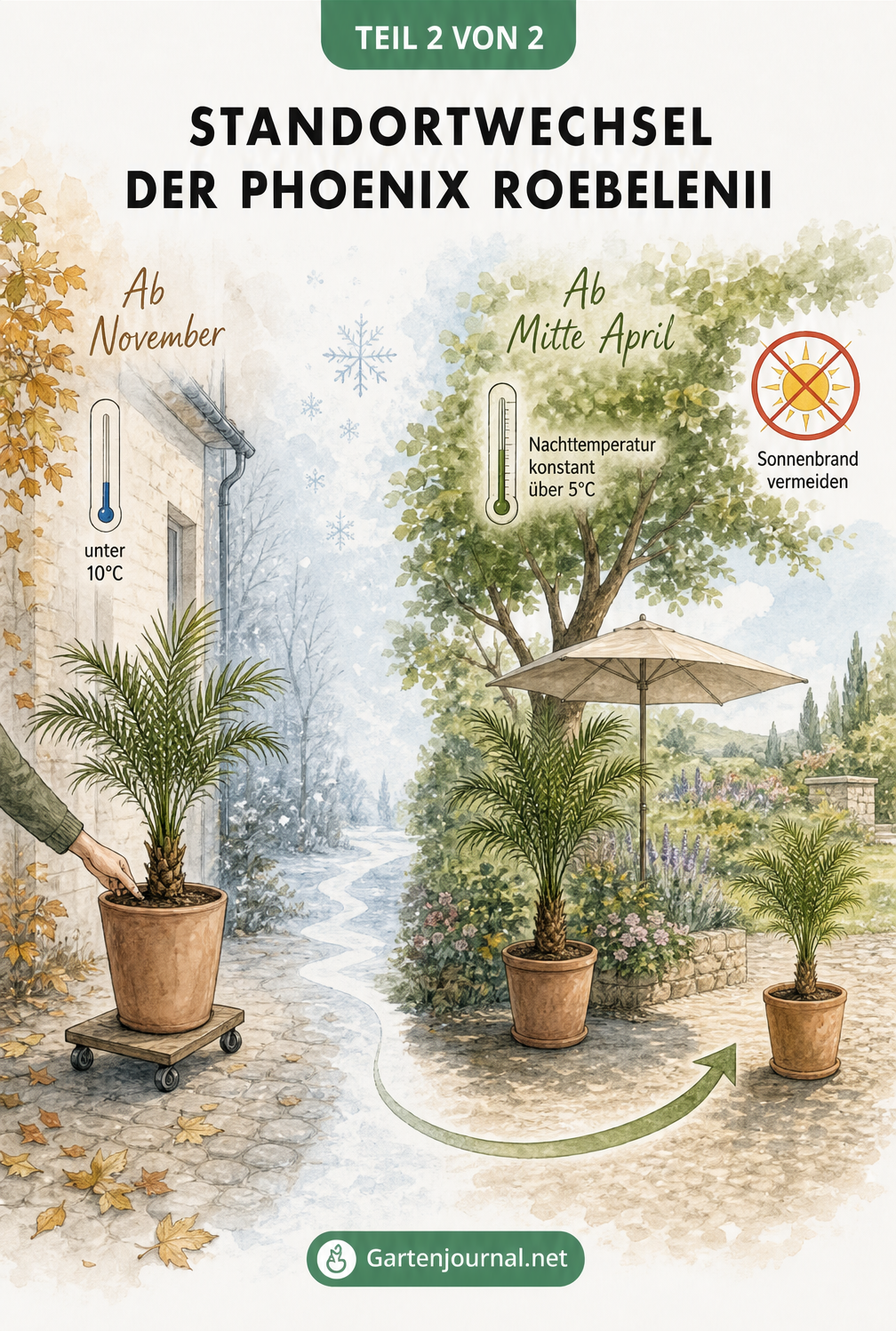 Illustration des Standortwechsels der Phoenix roebelenii vom Einwintern im Herbst bis zum Auswintern im Frühling