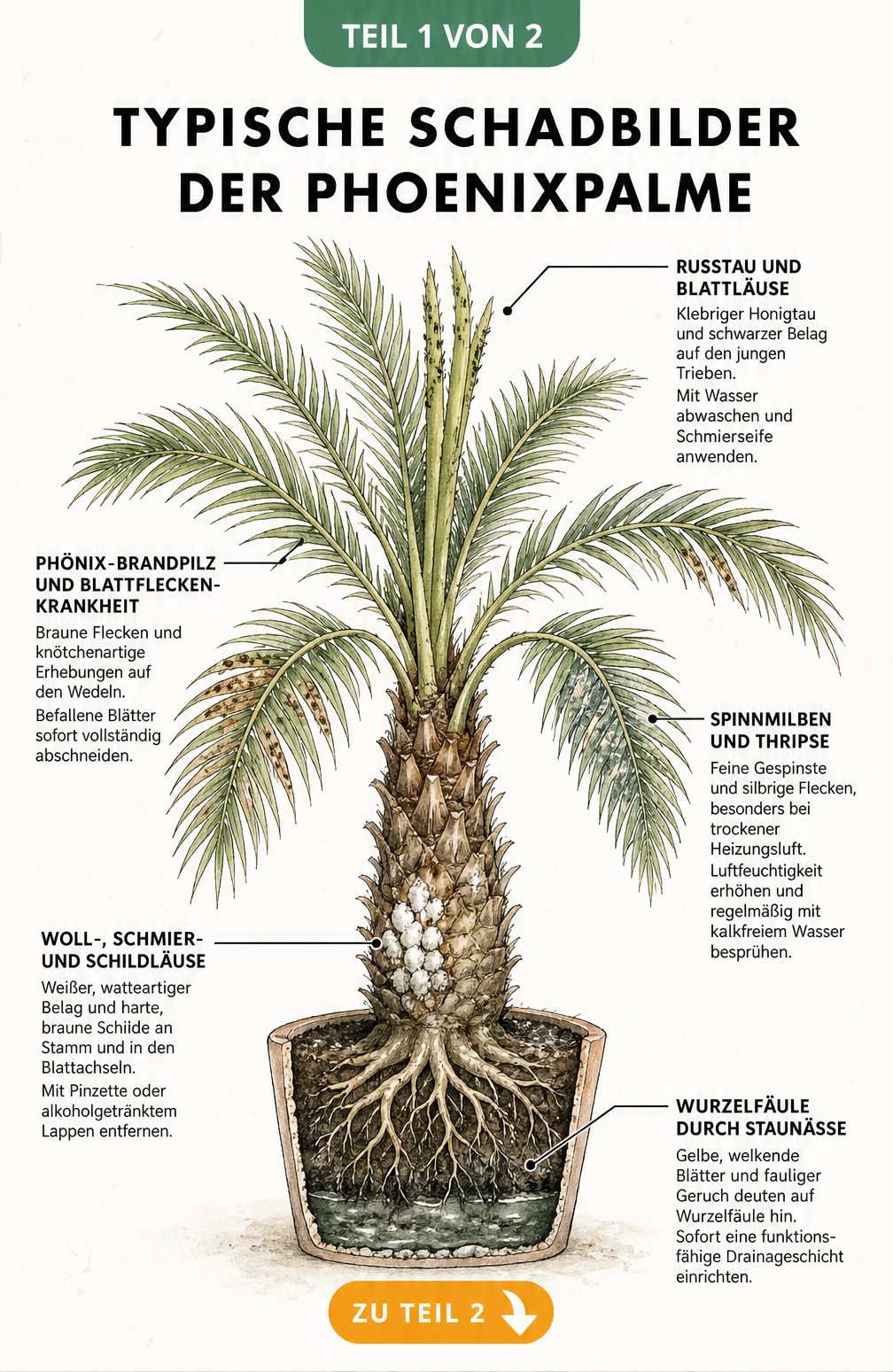Botanische Illustration einer Phoenixpalme mit typischen Schadbildern wie Rußtau, Blattfleckenkrankheit, Spinnmilben, Schildläusen und Wurzelfäule.