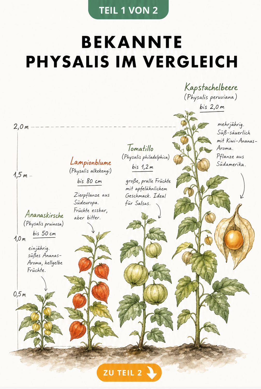 Botanische Illustration von vier Physalis-Arten im Größenvergleich: Ananaskirsche, Lampionblume, Tomatillo und Kapstachelbeere.
