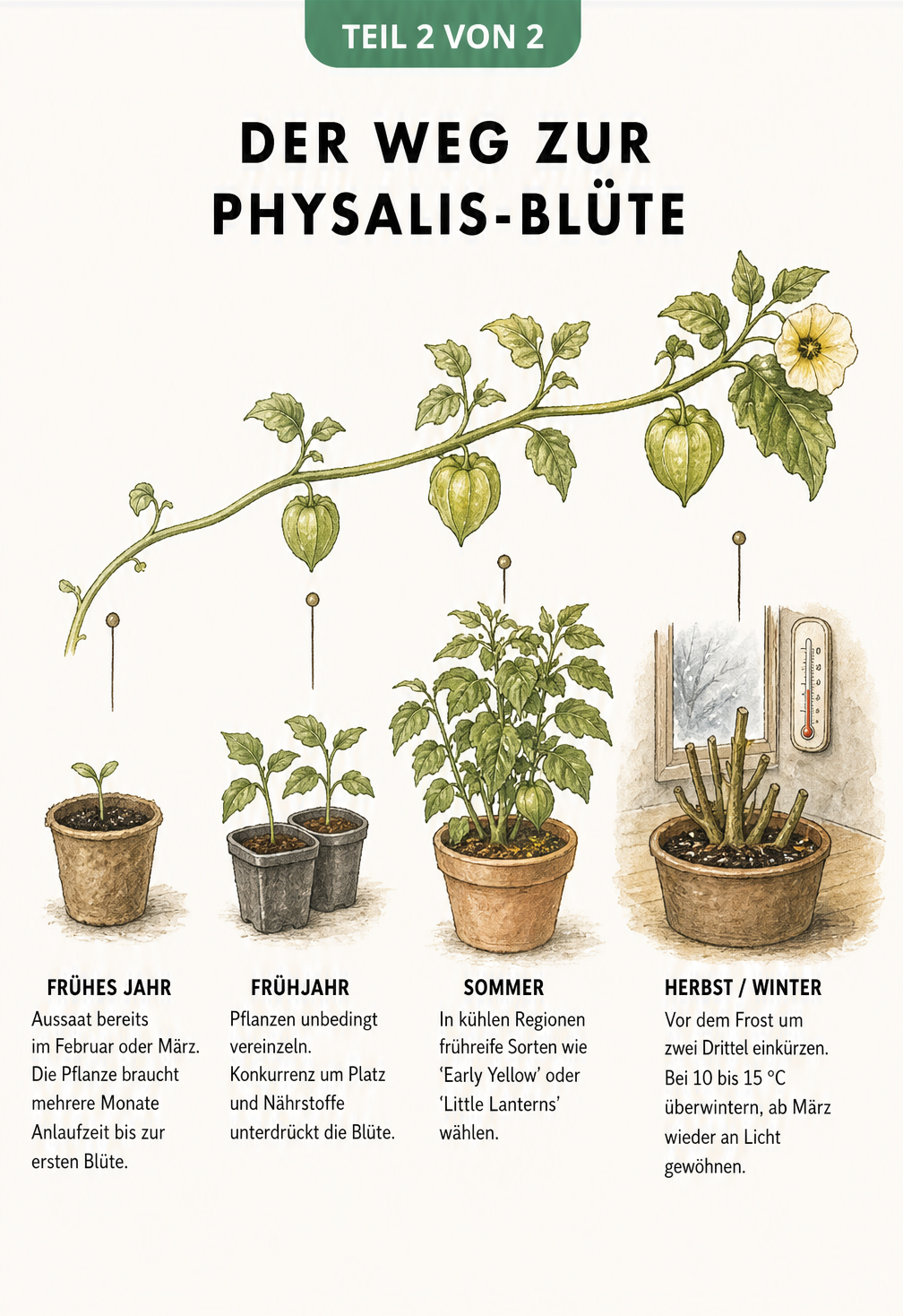 Zeitstrahl einer wachsenden Physalis-Ranke von der Aussaat im Frühjahr bis zur Überwinterung im Herbst.