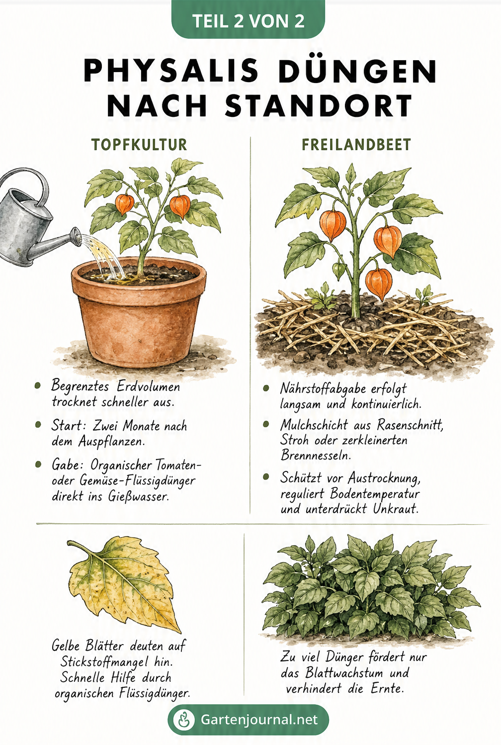 Aquarellierte Zeichnung einer Physalis im Topf und im Freilandbeet mit Pflegehinweisen