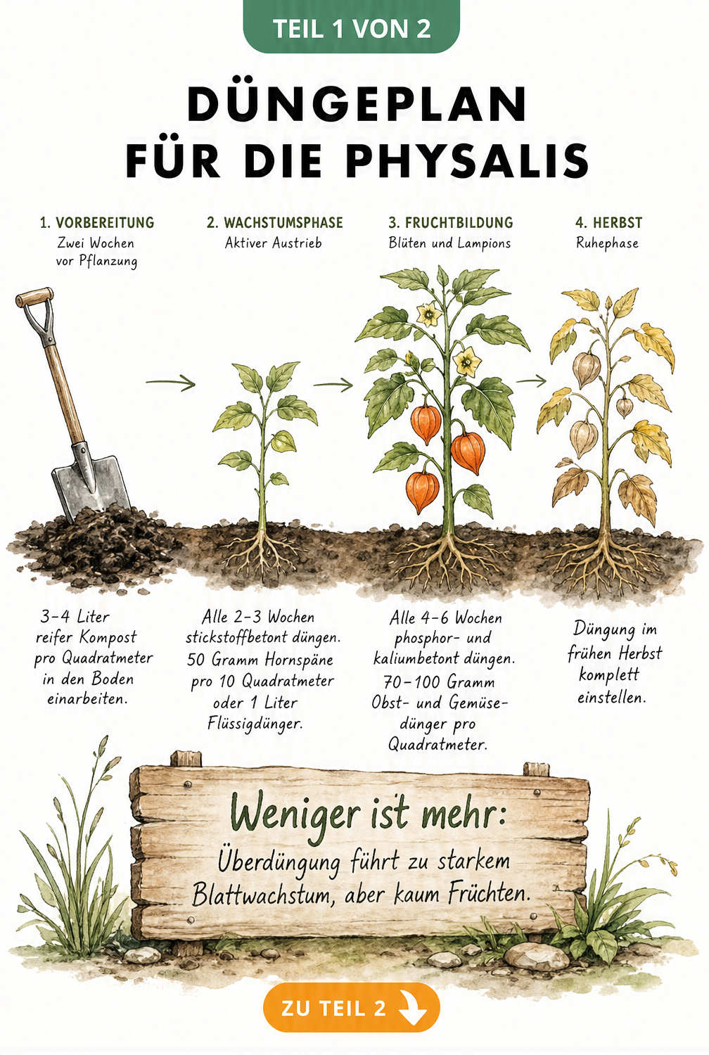 Botanische Illustration einer Physalis-Pflanze in vier Entwicklungsstadien mit Düngehinweisen