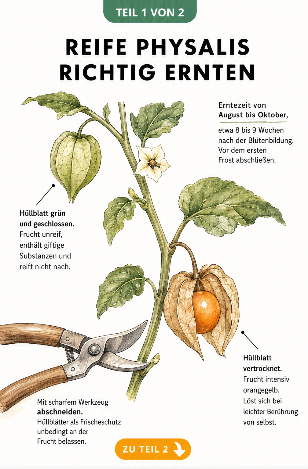 Botanische Illustration eines Physalis-Zweiges mit unreifen und reifen Früchten sowie Erntehinweisen