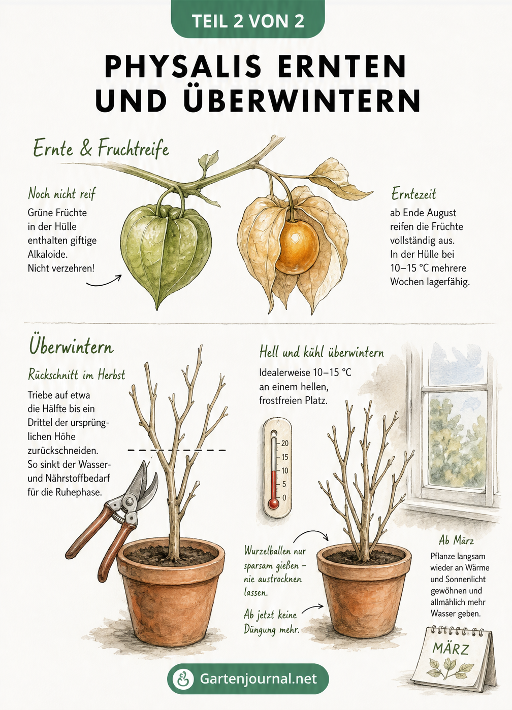 Zweigeteilte Illustration zur Physalis: Oben der Unterschied zwischen giftigen grünen und reifen orangen Früchten, unten die Anleitung zum Rückschnitt und zur...
