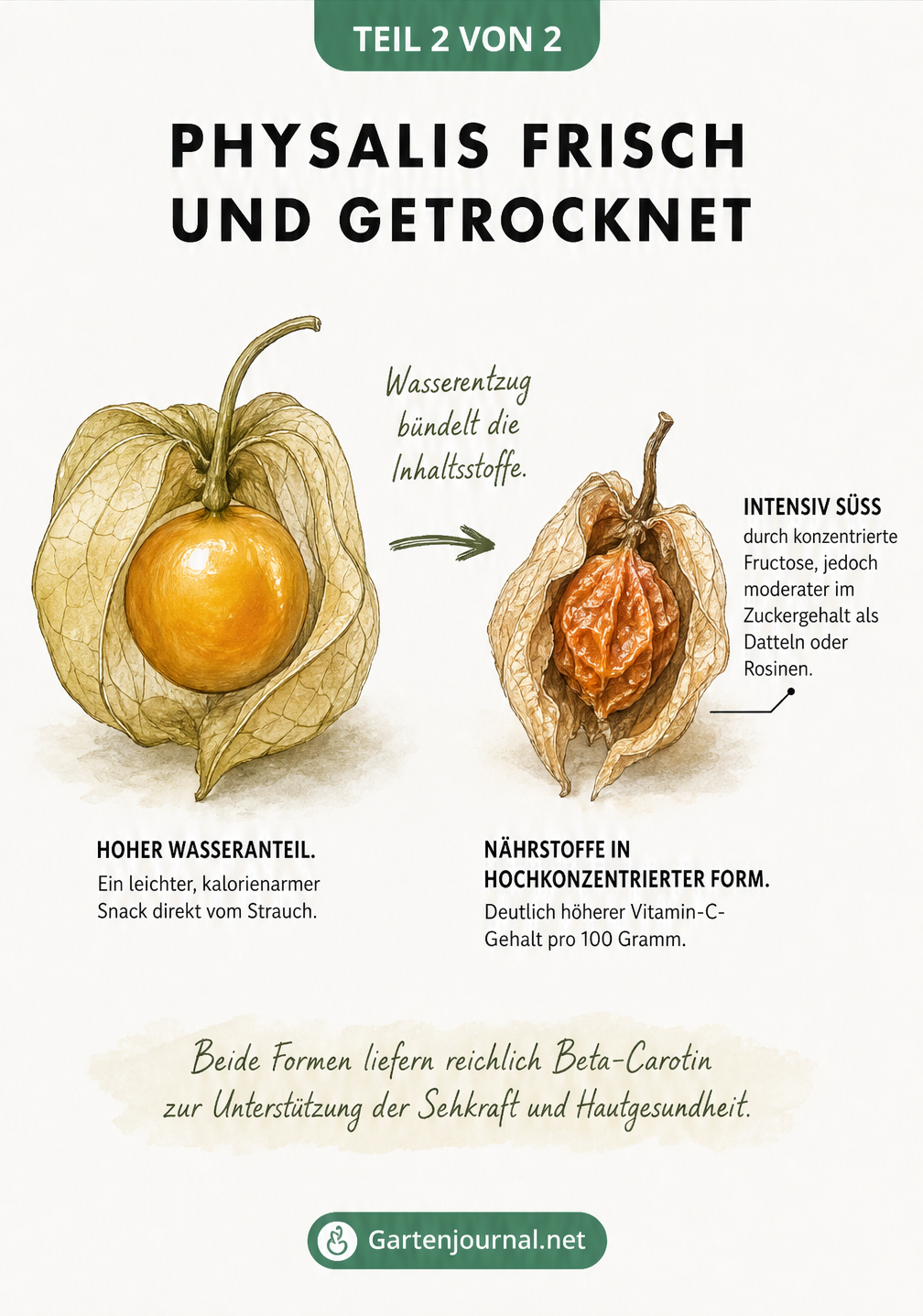 Gegenüberstellung einer frischen und einer getrockneten Physalis zur Veranschaulichung der Nährstoffkonzentration durch Wasserentzug.