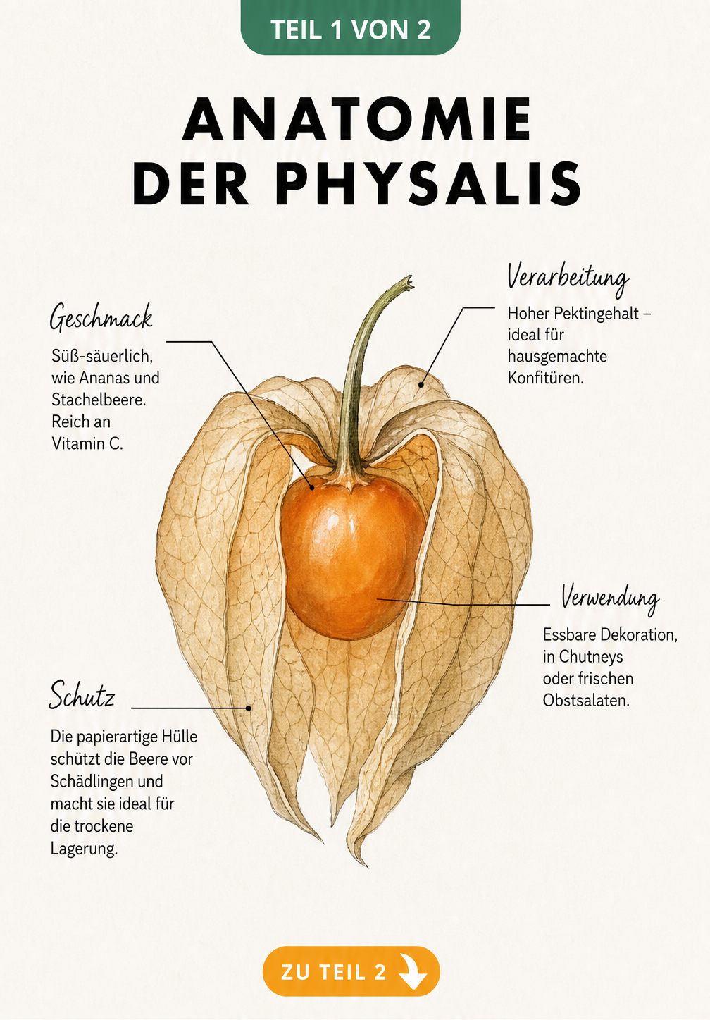 Botanische Illustration einer halb geöffneten Physalis mit Erklärungen zu Geschmack, Hülle und Verarbeitung