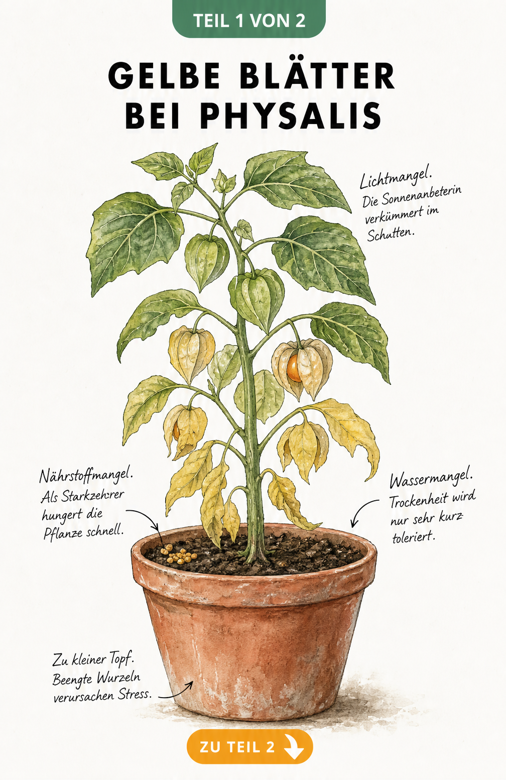 Illustration einer Physalis im Topf mit gelben Blättern durch Licht-, Wasser- oder Nährstoffmangel
