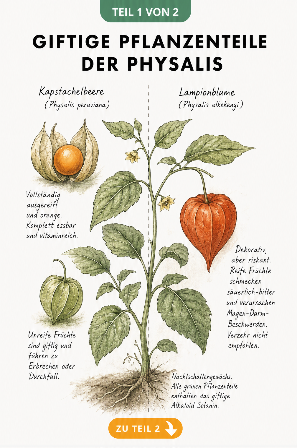 Botanische Illustration einer Physalis-Pflanze, die Kapstachelbeere und Lampionblume gegenüberstellt und giftige Pflanzenteile markiert.