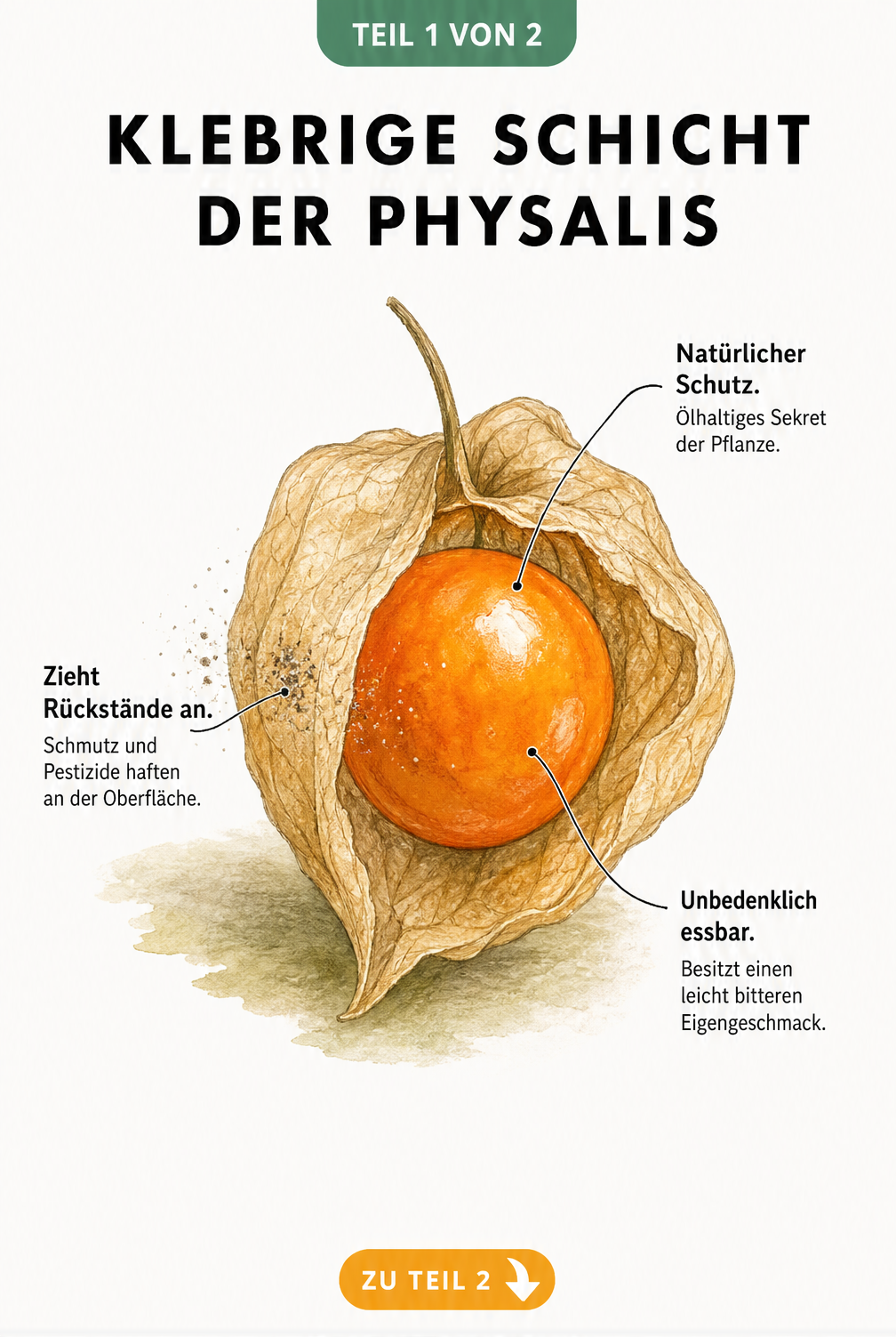 Botanische Illustration einer Physalis-Beere mit zurückgeschlagener Hülle und Erklärungen zur klebrigen Schicht