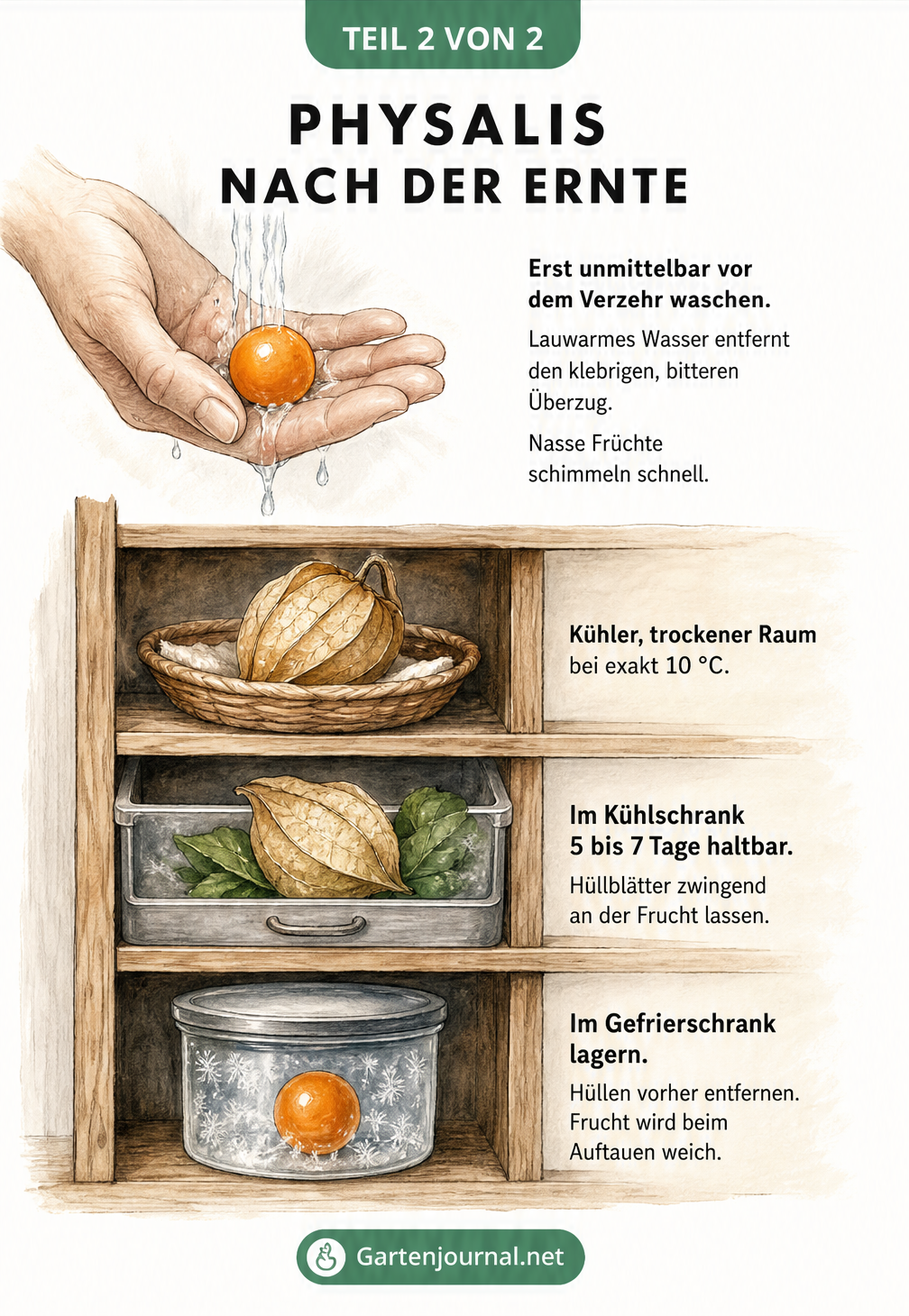Illustration zur Lagerung von Physalis im Regal, Kühlschrank und Gefrierschrank sowie zum Waschen der Früchte