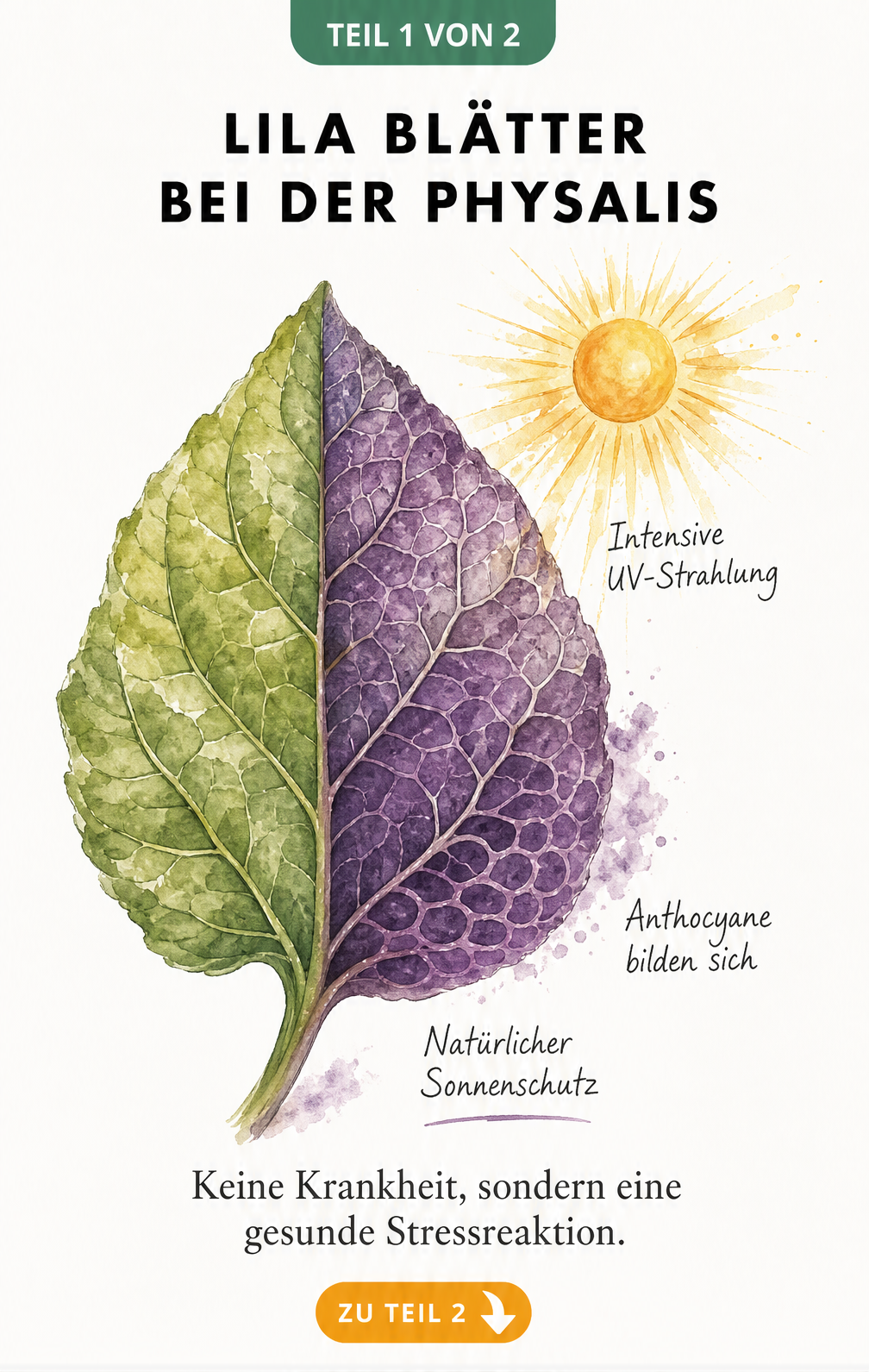 Aquarell-Illustration eines Physalis-Blattes, das zur Hälfte grün und zur Hälfte lila gefärbt ist, mit Sonneneinstrahlung