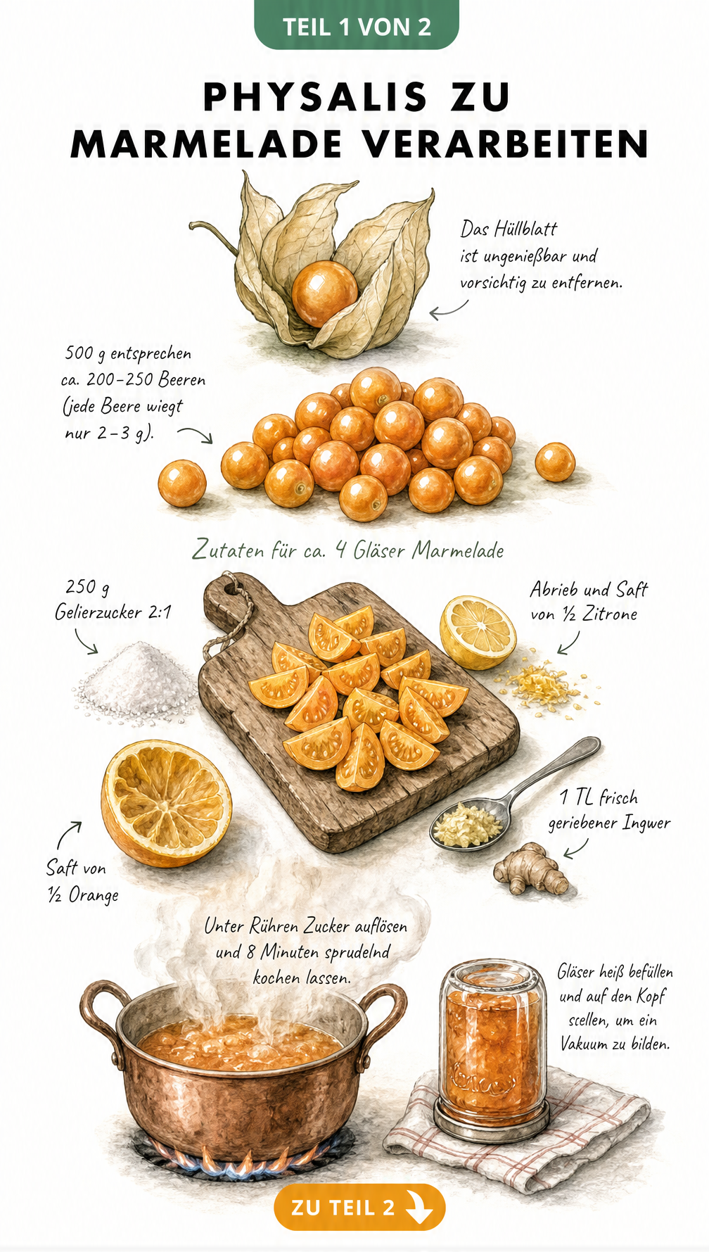 Aquarell-Illustration zur Vorbereitung von Physalis für Marmelade mit Zutaten wie Gelierzucker, Zitrone, Orange und Ingwer