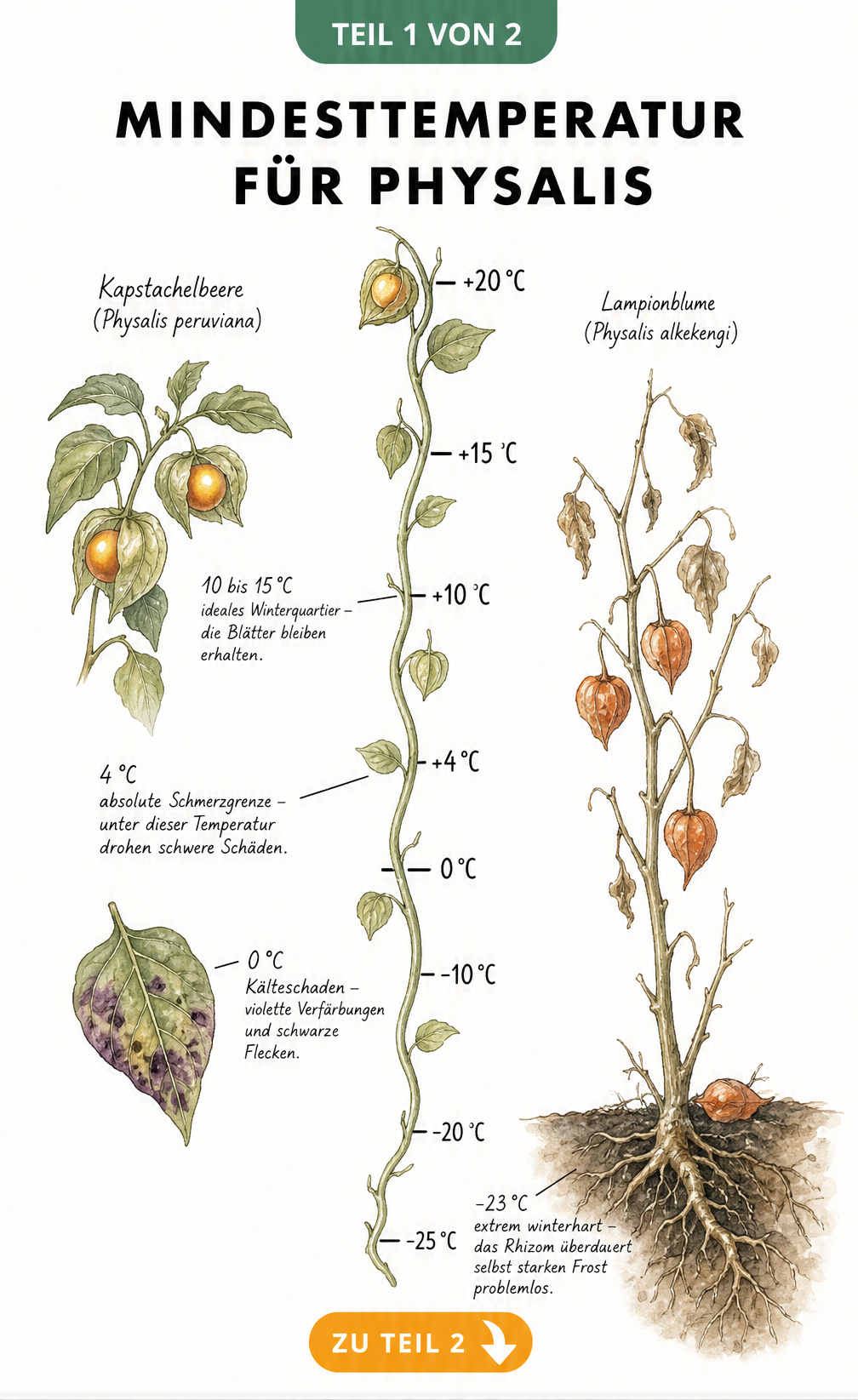 Botanische Illustration einer Temperaturskala für Physalis, die die Kältetoleranz von Kapstachelbeere und Lampionblume vergleicht.