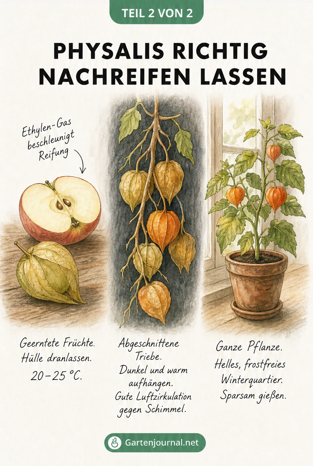 Drei Methoden zum Nachreifen von Physalis: mit Apfel, als hängender Trieb und als ganze Pflanze im Topf